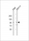 RAI17 Antibody (C-term)